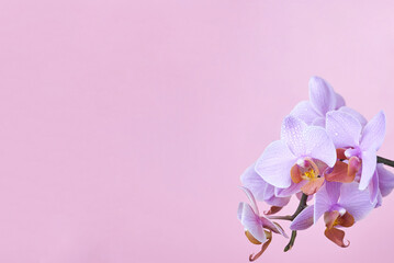 Pale purple beautiful orchid with water drops on a pink background, copy space.