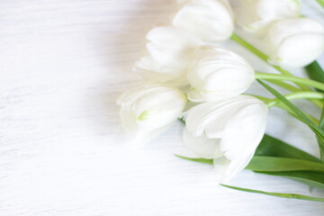 White fresh tulips on wooden background, nice tender spring flowers on wood texture, tulip bouquet frame, 8 March, Valentine, mother day birthday wedding gift 