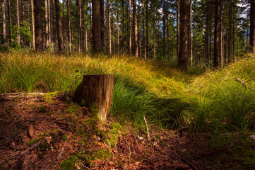 Waldstimmung in Österreich im Sommer