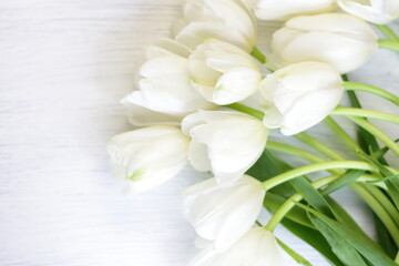 White fresh tulips on wooden background, nice tender spring flowers on wood texture, tulip bouquet frame, 8 March, Valentine, mother day birthday wedding gift 