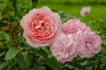 Rose bush. Rose bushes are blooming in the park. Pink flowers. 