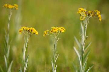 Jacobaea paludosa, syn. Senecio paludosus, the fen ragwort.