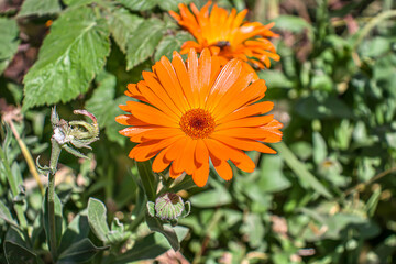 Calendula flowers on the sunny summer day