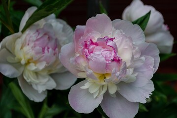 Beautiful peonies. Garden flowers. Pink peonies in the garden.