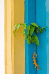 Detalhe de planta em janela de casa colonial brasileira