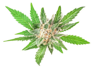 Medical marijuana flower with trichomes and orange hairs and leaves. The plant cannabis is...