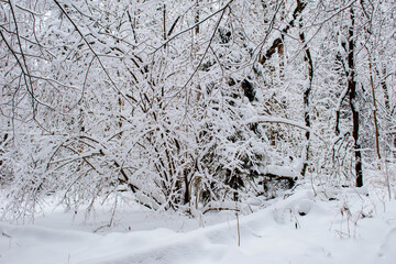 snow covered trees