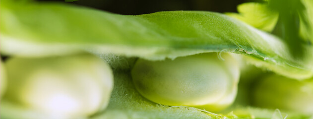 Broad beans macro, green, raw and fresh fava beans in open seed pods full frame natural food web banner background	