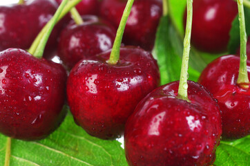 Sweet cherry berries with leaves and dew drops, close-up. 