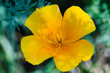 Obraz na płótnie Canvas California poppy flower close up, plant in bloom with golden yellow and orange petals in the sunlight on blurred blue green background, shadows and light and color contrasts