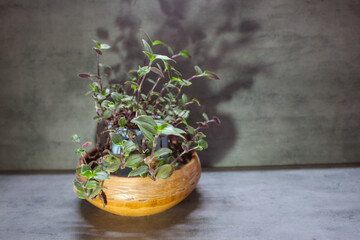 Ficus , Fiddle leaf fig tree, snake sansevieria plants in pots on sunny white background. Houseplants. Plants in modern interior room. Gardening at home