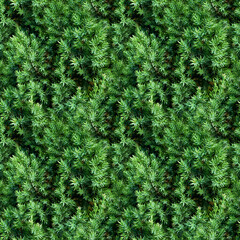 seamless pattern of pine needles