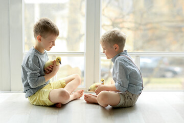 Two boys play with a duckling (goose, chicken). Children and animals