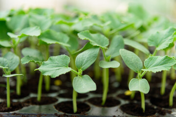 Selective focus to sapling of melon in Nursery tray