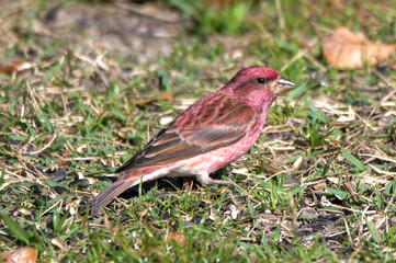Purple Finch