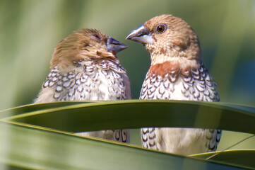 Scaly breasted munia