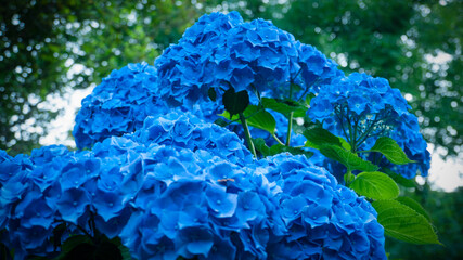 Arbustos de hortensias azules y moradas