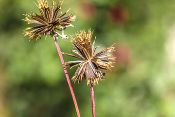 Dry plant sequence close-up on blurred background