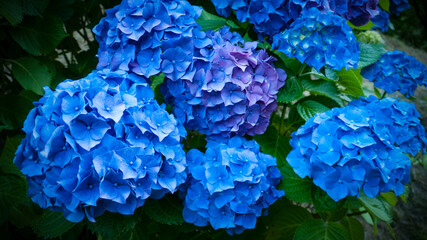 Arbustos de hortensias azules y moradas