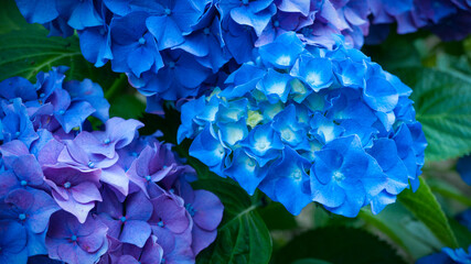 Arbustos de hortensias azules y moradas