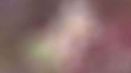 Lime flower Scientific name: Citrus aurantifolia Swing. Common name: Lime, Common Lime or Sour lime has medicinal properties and is used in cooking and beverages. Blurred with white, green Pink and li