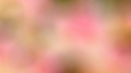 Carnation Carnation is a symbol of celebration. Which in the history of the Greeks and Romans Used to congratulate Various joys Pink carnation The meaning is Blooming love is pink blurred with white. 