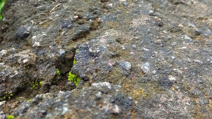 lichen on rock still growing up