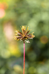 Dry plant sequence close-up on blurred background