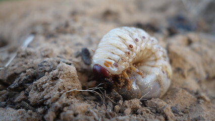 Close up of macro white grubs burrowing into the compost soil. Insect Harm for vegetable plant known us May beetle, June bug or June Beetle