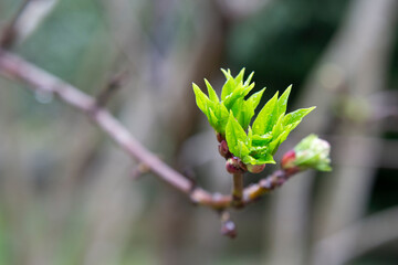 Twig with young blossoming leaves in the spring. Young tree growing at the spring. The buds have bloomed. Close-up. Ecological and birth concept. Buds bloom on a tree. Selective focus.
