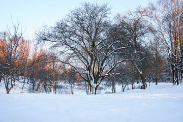 Fototapeta na wymiar Beautiful park in winter at sunset. There is a lot of snow and bare trees.