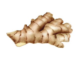 Watercolor ginger root illustration. Hand painted ginger rhizome isolated on white background for packaging, menu, recipe design. Asian spice plant, ingredient for cooking, medicinal herb.