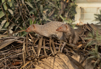 A mating pair mongoose at Adhari, Bahrain