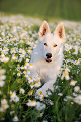 White Swiss Shepherd