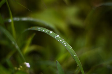 dew on grass