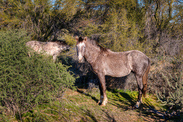 Salt River Wild Horses