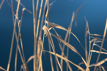 Dry reed in winter
