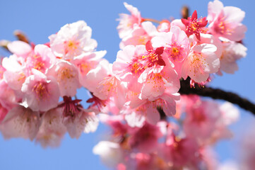 熱海桜（寒桜）