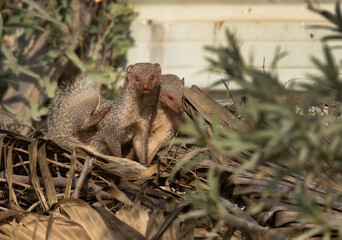 A pair of mongoose at Adhari, Bahrain