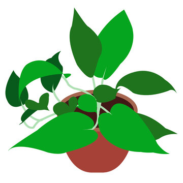 illustration of plant with leaves in a pot