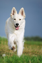 White Swiss Shepherd
