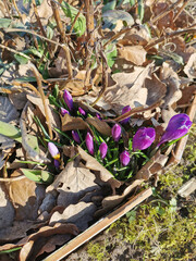 Spring background with blooming purple crocuses in early spring.