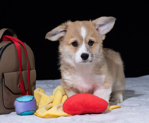 Corgi Pembroke-Welpe mit 10 Wochen zieht zu seinem neuen Besitzer