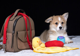 Welsh Corgi Pembroke-Welpe zieht zu seinem neuen Besitzer