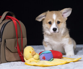 Corgi Pembroke-Welpe mit 10 Wochen zieht zu seinem neuen Besitzer