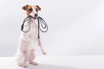 Foto op Plexiglas The dog holds a leash in his mouth on a white background. Jack russell terrier calls the owner for a walk. © Михаил Решетников