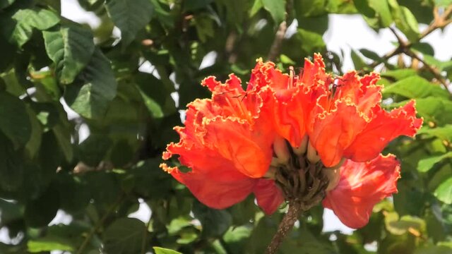 沖縄 那覇奥武山公園に咲くカエンボクの花