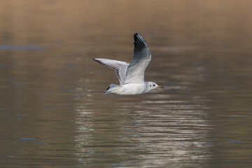one black-headed gull ( larus ridibundus) in flight over water