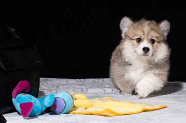 Corgi Pembroke-Welpe mit 10 Wochen zieht zu seinem neuen Besitzer