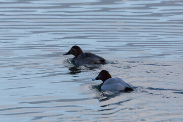 silhouette of two swimming pochard ducks (aythya ferina) in evening